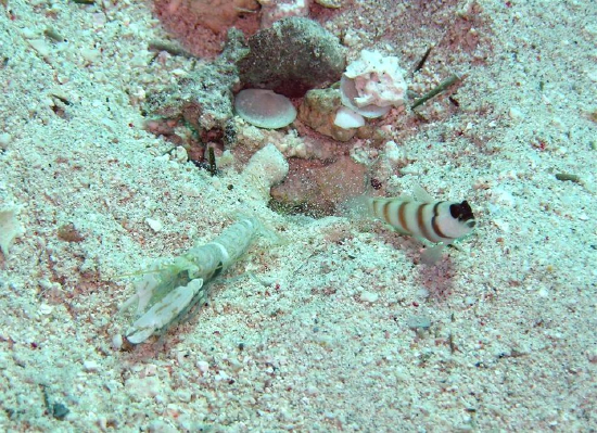  Alpheus djeddensis (Dijibouti Pistol Shrimp)